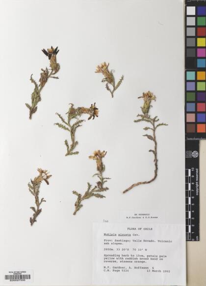 Mutisia sinuata [Espécimen: ]