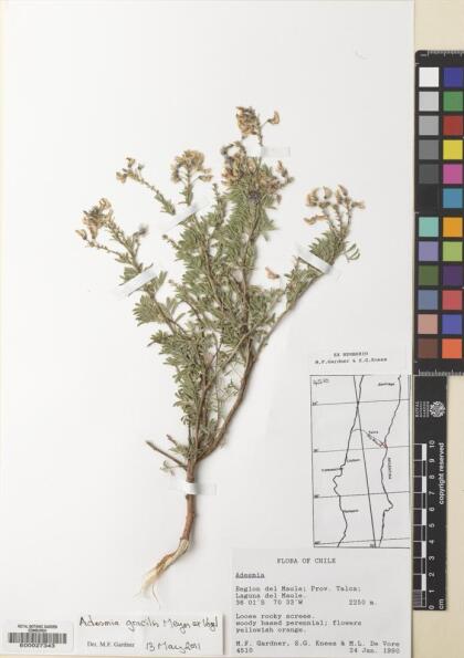 Adesmia gracilis [Espécimen: ]