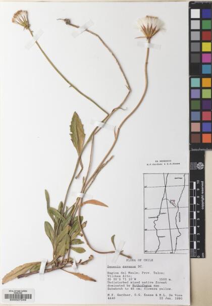 Senecio gayanus [Espécimen: ]