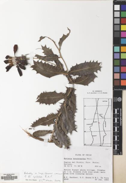 Mutisia brachyantha [Espécimen: ]