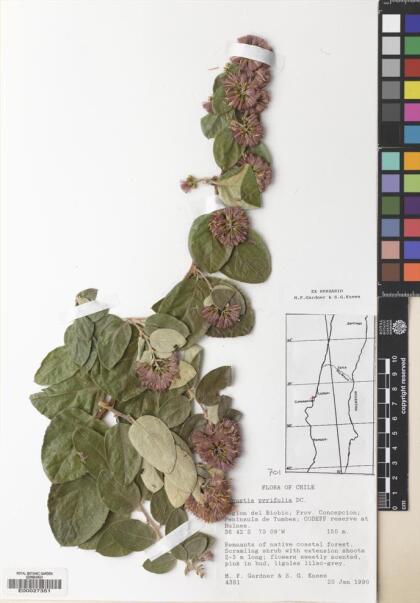 Proustia pyrifolia [Espécimen: ]