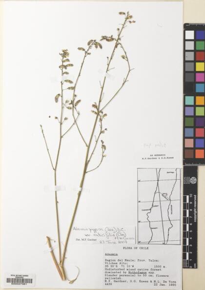 Adesmia papposa var. radicifolia [Espécimen: ]
