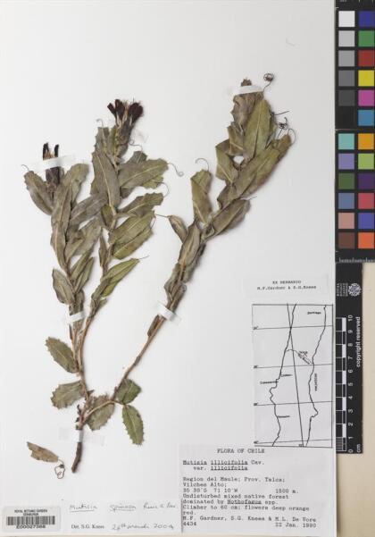 Mutisia spinosa [Espécimen: ]