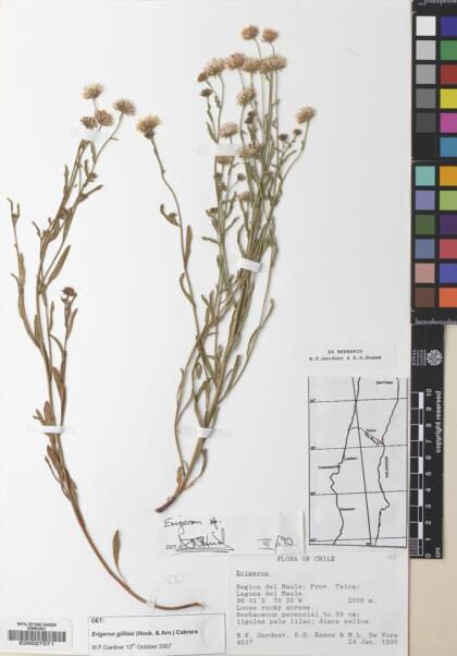 Erigeron gilliesii [Espécimen: ]