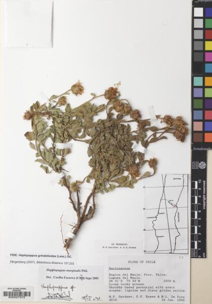 Haplopappus diplopappus subsp. diplopappus [Espécimen: ]