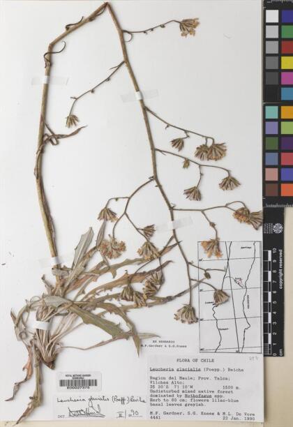 Leucheria glacialis [Espécimen: ]
