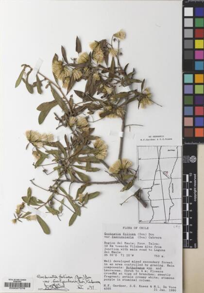Gochnatia foliolosa var. fascicularis [Espécimen: ]