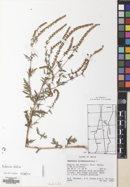 Ambrosia artemisiifolia [Espécimen: ]