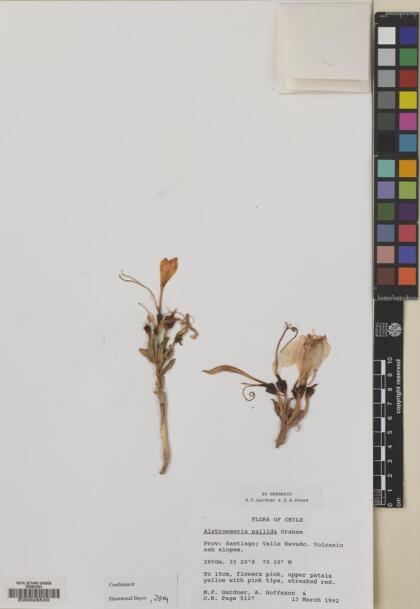 Alstroemeria pallida [Espécimen: ]