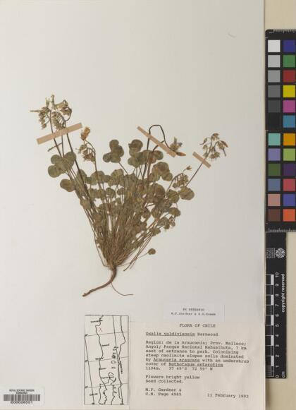 Oxalis valdiviensis [Espécimen: ]