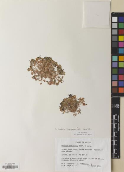 Oxalis squamata [Espécimen: ]