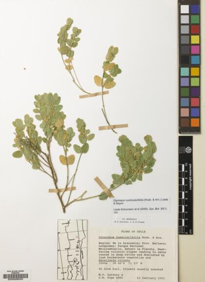 Diplolepis nummulariifolia [Espécimen: ]
