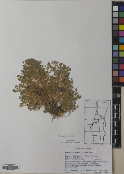 Arenaria serpens [Espécimen: ]