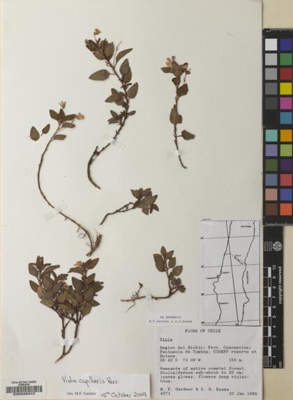Viola capillaris [Espécimen: ]