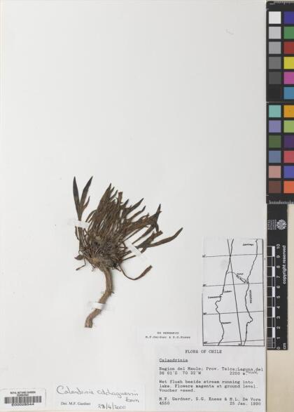 Calandrinia colchaguensis [Espécimen: ]