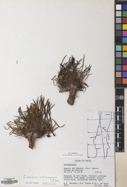 Calandrinia colchaguensis [Espécimen: ]