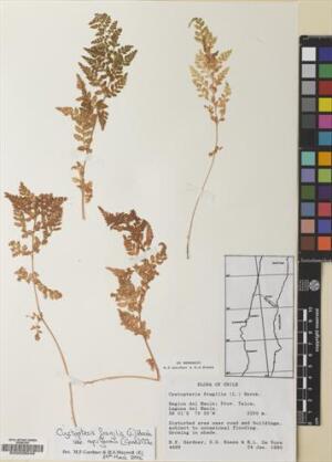 Cystopteris apiiformis [Espécimen: ]