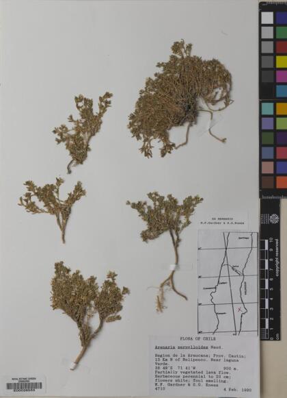 Arenaria serpens [Espécimen: ]