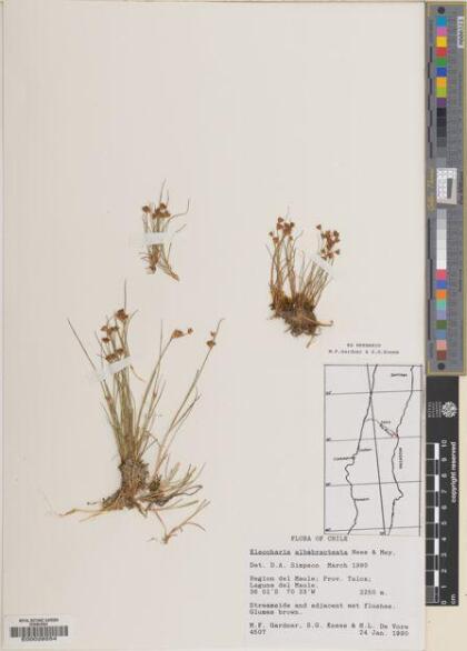 Eleocharis albibracteata [Espécimen: ]
