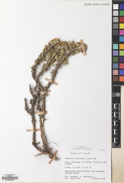 Nassauvia axillaris [Espécimen: ]