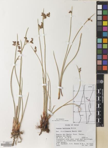 Juncus balticus [Espécimen: ]