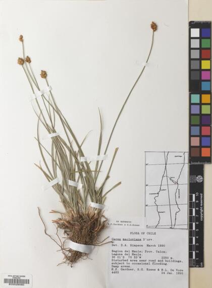 Carex macloviana [Espécimen: ]