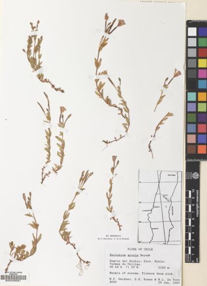 Epilobium nivale [Espécimen: ]
