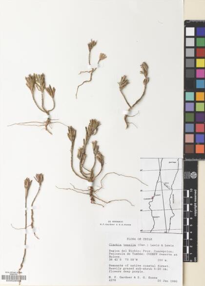 Clarkia tenella [Espécimen: ]