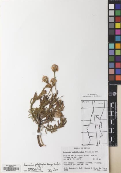 Senecio polyphyllus [Espécimen: ]