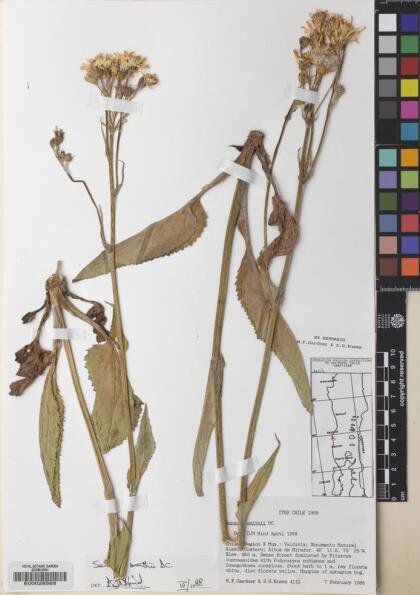 Senecio smithii [Espécimen: ]