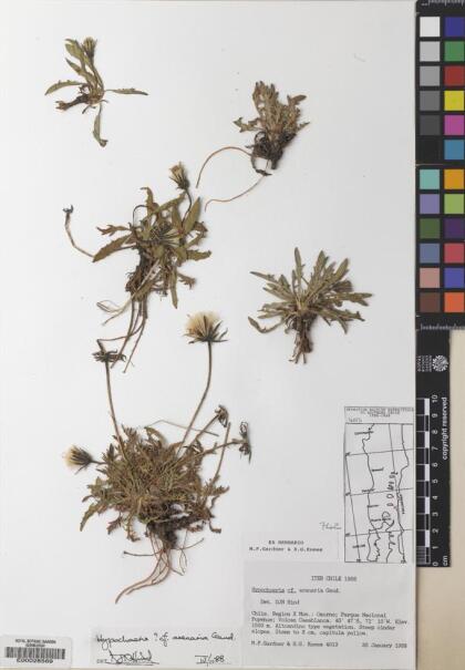 Hypochaeris arenaria [Espécimen: ]