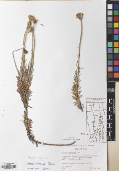 Senecio chionophilus [Espécimen: ]