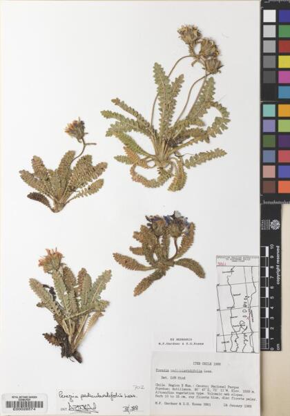 Perezia pedicularidifolia [Espécimen: ]