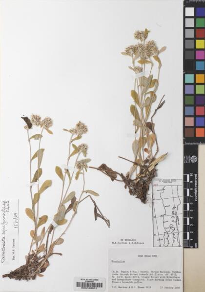 Gamochaeta spiciformis [Espécimen: ]