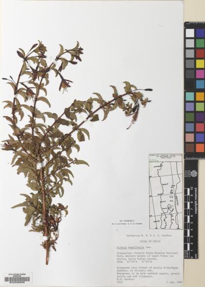 Fuchsia magellanica [Espécimen: ]