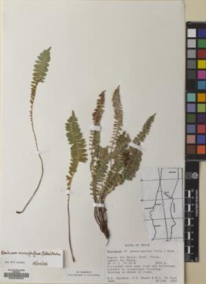 Austroblechnum lechleri [Espécimen: ]