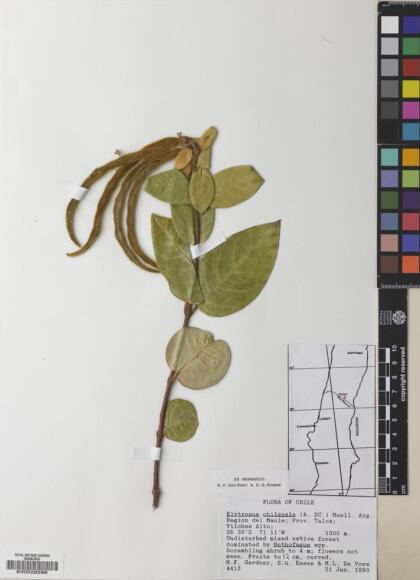 Elytropus chilensis [Espécimen: ]