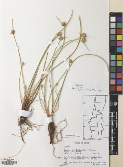 Carex molinae [Espécimen: ]