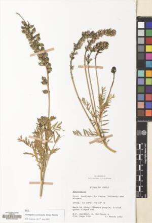 Astragalus curvicaulis [Espécimen: ]