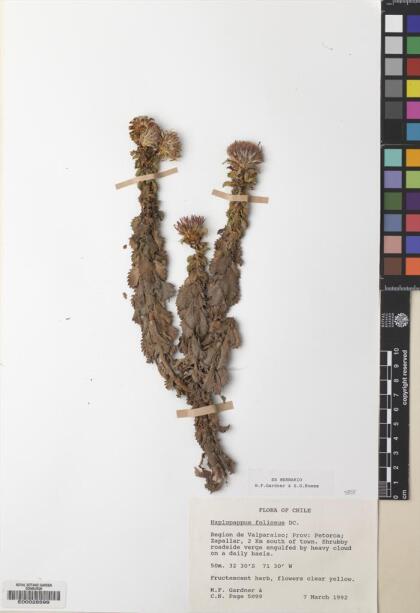 Haplopappus foliosus [Espécimen: ]