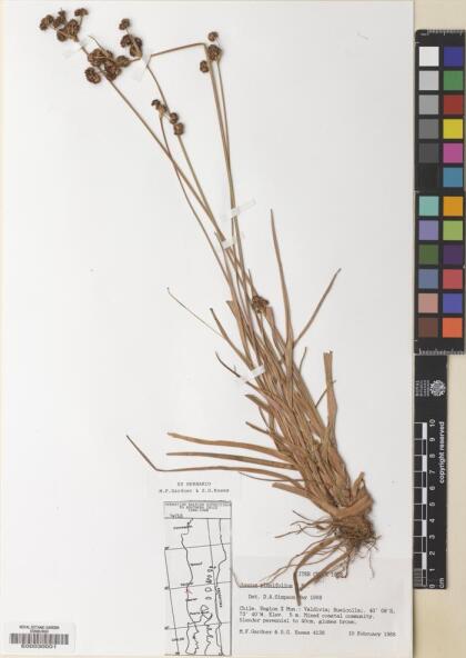 Juncus planifolius [Espécimen: ]