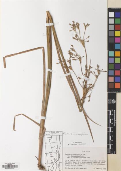 Juncus microcephalus [Espécimen: ]