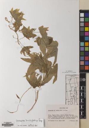 Dioscorea brachybotrya [Espécimen: ]