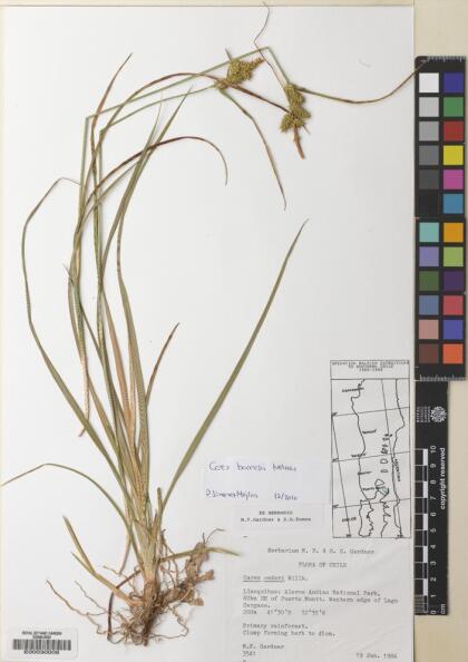 Carex sagei [Espécimen: ]