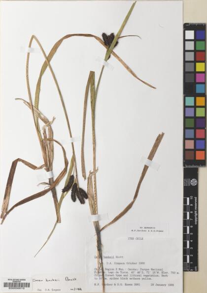 Carex banksii [Espécimen: ]