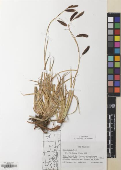 Carex banksii [Espécimen: ]