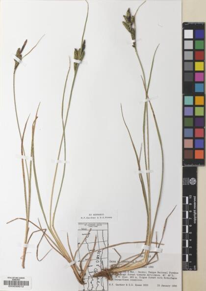 Carex andersonii [Espécimen: ]