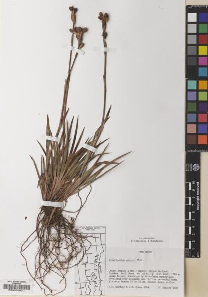 Sisyrinchium pearcei [Espécimen: ]