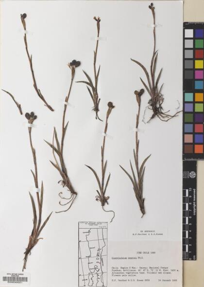 Sisyrinchium pearcei [Espécimen: ]