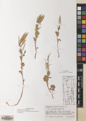 Cardamine cordata [Espécimen: ]